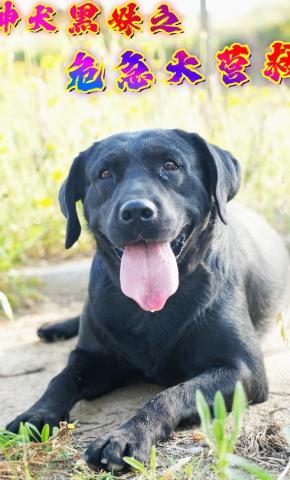 短剧神犬黑妹之危急大营救海报