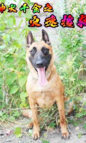 短剧神犬千金之火速援救海报