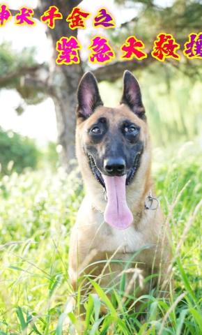 短剧神犬千金之紧急大救援海报