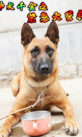 短剧神犬千金之紧急大营救海报