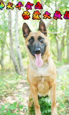 短剧《神犬千金之雷霆大救援》海报