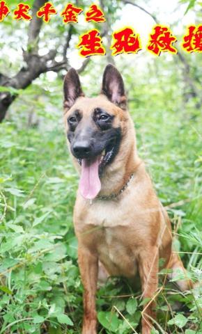 短剧神犬千金之生死救援海报