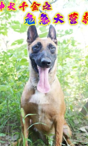 短剧神犬千金之危急大营救海报