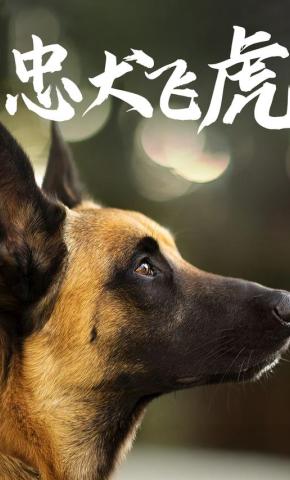 短剧忠犬飞虎海报