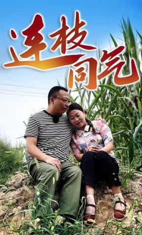 短剧连枝同气海报