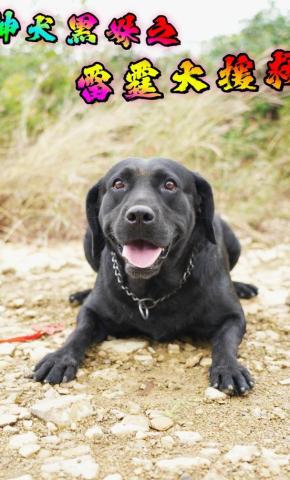 短剧神犬黑妹之雷霆大援救海报