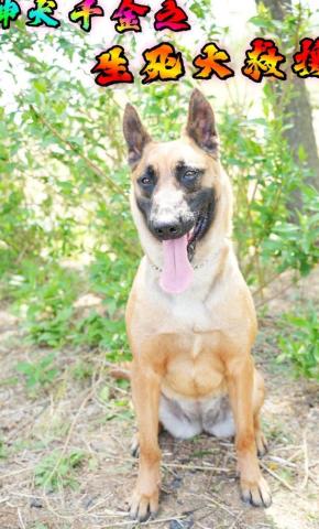 短剧神犬千金之危机大营救海报