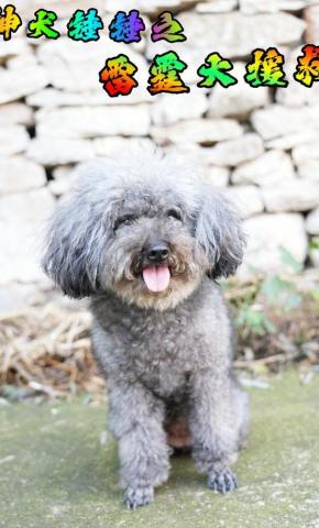 短剧神犬锤锤之雷霆大援救海报