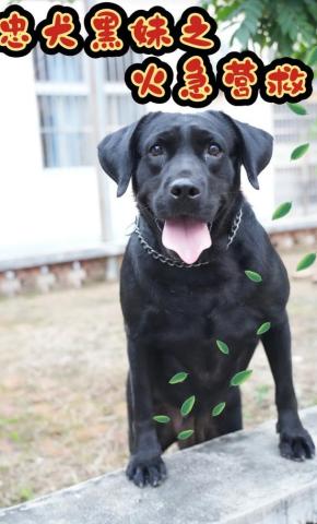 短剧忠犬黑妹之火急营救海报