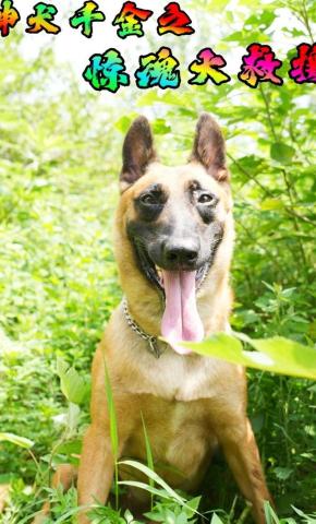 短剧神犬千金之惊魂大救援海报