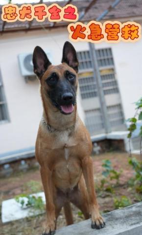 短剧《忠犬千金之火急营救》海报
