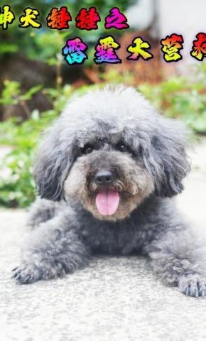 短剧《神犬锤锤之雷霆大营救》海报