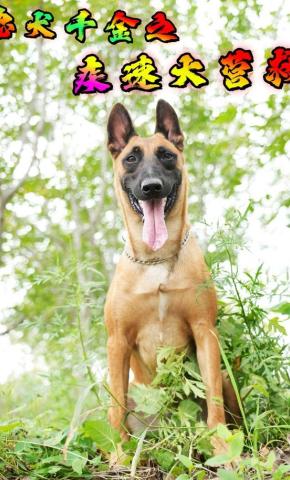 短剧忠犬千金之疾速大营救海报