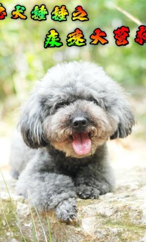 短剧《忠犬锤锤之疾速大营救》海报