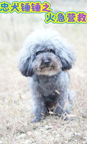 短剧忠犬锤锤之火急营救海报