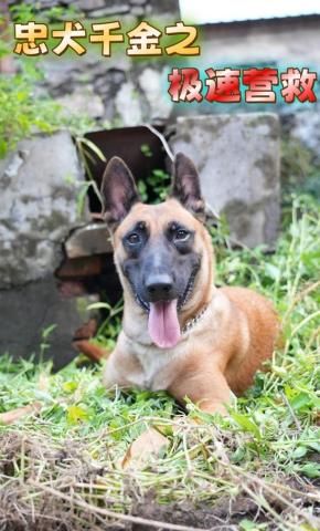 短剧忠犬千金之极速营救海报