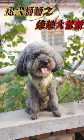 短剧《忠犬锤锤之绝地大营救》海报