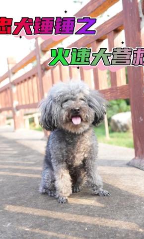 短剧忠犬锤锤之火速大营救海报