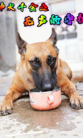 短剧神犬千金之无声的守护海报