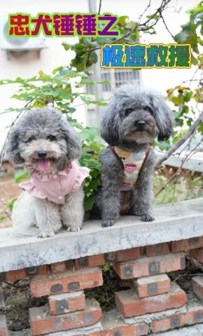 短剧忠犬锤锤之极速救援海报