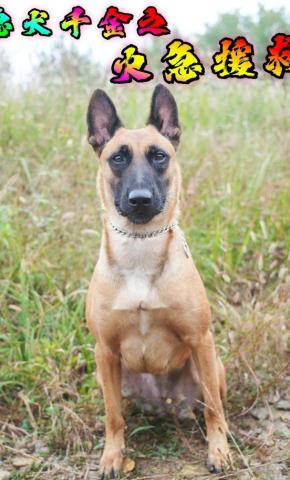 短剧《忠犬千金之火急援救》海报