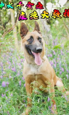 短剧《神犬千金之疾速大救援》海报