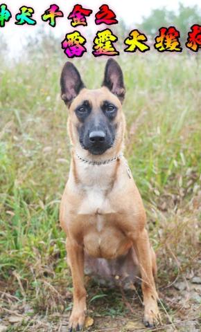 短剧《神犬千金之雷霆大援救》海报