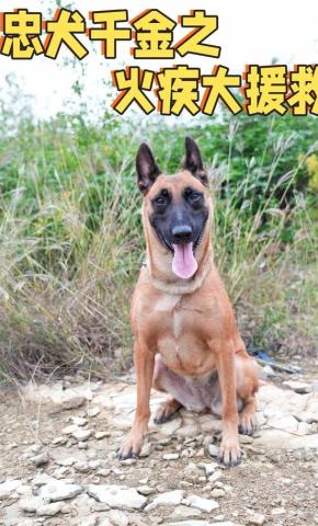 短剧忠犬千金之火疾大援救海报