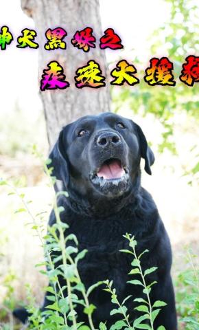 短剧《神犬黑妹之疾速大援救》海报