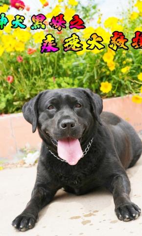 短剧神犬黑妹之疾速大救援海报