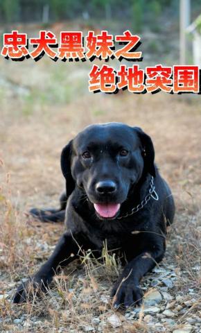 短剧忠犬黑妹之绝地突围海报