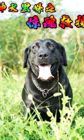 短剧《神犬黑妹之惊魂救援》海报