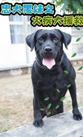 短剧忠犬黑妹之火疾大援救海报