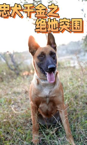 短剧忠犬千金之绝地突围海报