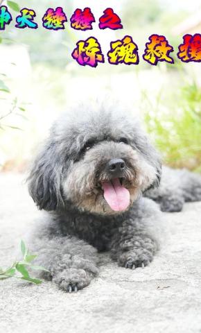 短剧《神犬锤锤之惊魂救援》海报