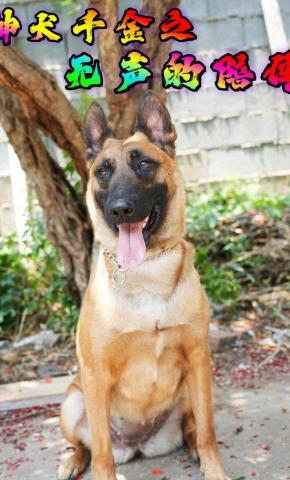 短剧神犬千金之无声的陪伴海报