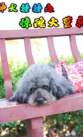 短剧神犬锤锤之惊魂大营救海报