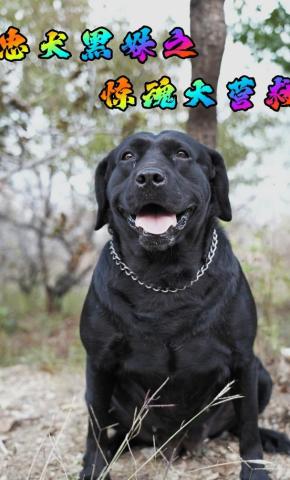 短剧忠犬黑妹之惊魂大营救海报