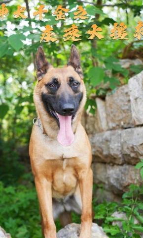 短剧《神犬千金之疾速大援救》海报