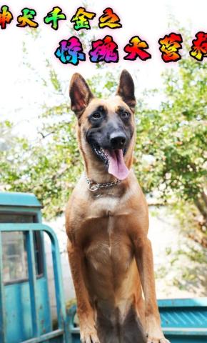 短剧《神犬千金之惊魂大营救》海报