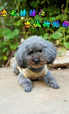 短剧忠犬锤锤之忠诚的陪伴海报