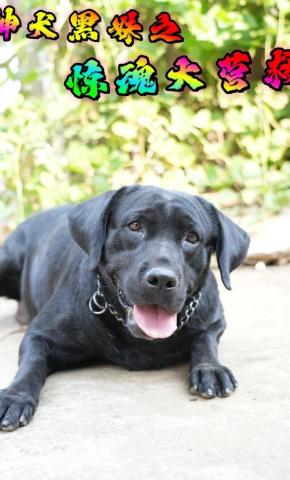 短剧神犬黑妹之惊魂大营救海报