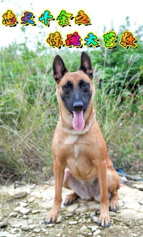 短剧忠犬千金之惊魂大营救海报