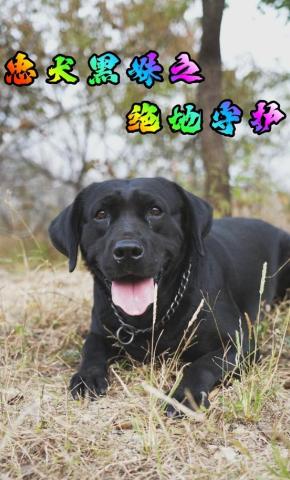 短剧《忠犬黑妹之绝地守护》海报