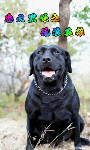 短剧《忠犬黑妹之流浪英雄》海报