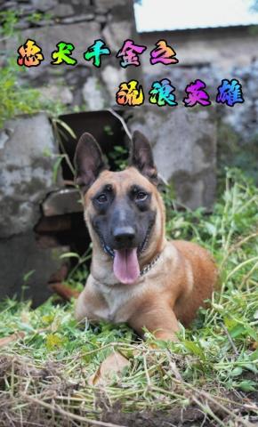 短剧忠犬千金之流浪英雄海报