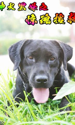 短剧神犬黑妹之惊魂援救海报