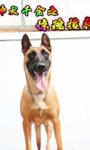 短剧《神犬千金之惊魂援救》海报