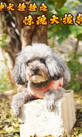 短剧《神犬锤锤之惊魂大援救》海报