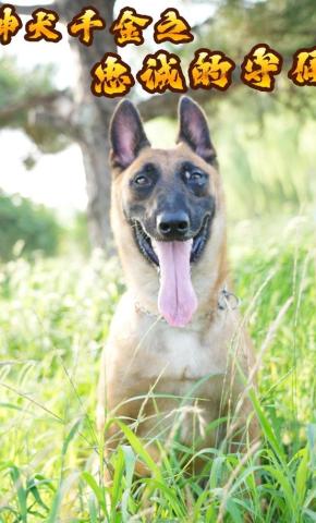 短剧神犬千金之忠诚的守候海报